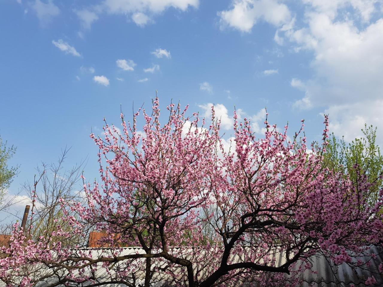Roza Hotel Es Apartmanhaz เอสแตร์กอม ภายนอก รูปภาพ